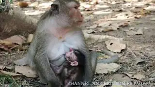 MONKEY DIAMOND VS HER SON DUSTIN