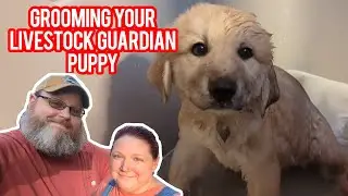 How to Groom your Livestock Guardian Puppy