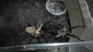 Monocentropus Balfouri Breeding Gone Wrong!