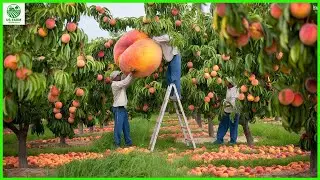 Inside the Peach Harvest: How America Grows Its Sweetest Summer Fruit | Farming Documentary