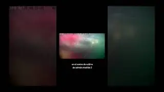 Ballena muere en salmonera