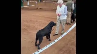 Labrador Retriever Club 79th Championship show