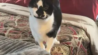 Cat videos JTB Whisker World: Live Cat Cam