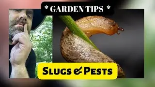 HOW TO Control Slugs and Pests in Your Garden