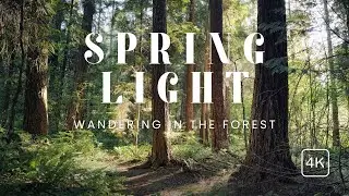 Relaxing Morning Forest Walk in British Columbia l Nature Sounds 4K Walking Tour