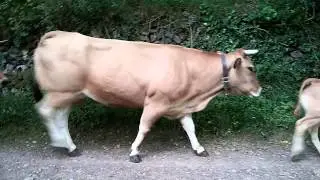 Asturianas de los valles