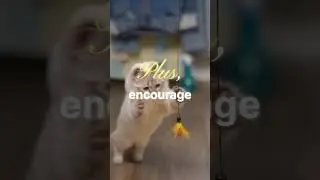 Active Senior Cat Play