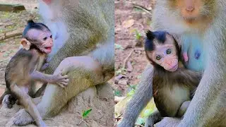Monkey Family Feud_ kidnaping young monkey _cries and hungry poor bb