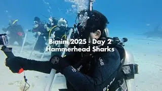 Bimini - Day 2 - Hammerhead Sharks - 2025