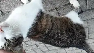 20220717 204746  injured cat gerda leg injury