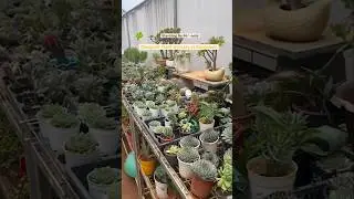 Lalbagh Nursery in Bangalore| Cheapest Nursery in Bangalore| Cheap Plants| Lalbagh Botanical Garden|