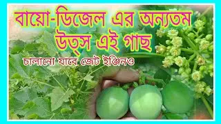 ডিমাপাড়ি গাছ, জাট্রোফা, জামালগোটা, বেড়াগাছ, Poison nut, Bubble Bush, ভেরেন্ডা গাছ, Bio Diesel Tree