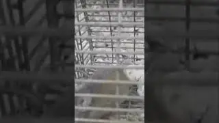 avant de lib&eacute;rer le rat