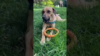 Adoptable Rescue Dog - Juniper (4) #ophrescue #rescue #shorts