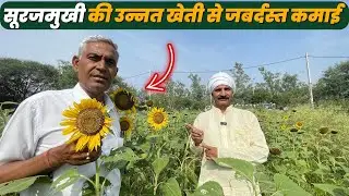सूरजमुखी की खेती करके कमाएं अच्छी आमदानी | Surajmukhi Ki Kheti | Sunflower Farming