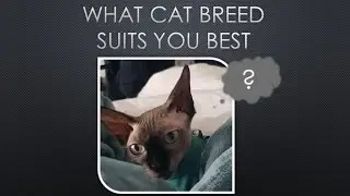 What Cat Breed Suits Your Personality