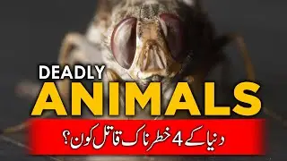 Deadly Animals Urdu Hindi | Azlan Aali TV