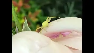Rosier anglais 'Heritage&reg;' cocon de l'araign&eacute;e blanche la Thomise variable 'Misumena vatia'
