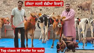 ਸੋਹਣੀਆ ਜਰਸੀ Hf ਗੱਬਣਾਂ ਵੱਛੀਆ ਸਾਰੀਆ 16 ਵੱਛੀਆ ਹੈਪੀ ਕਹਿੰਦਾਂ 1 ਲੱਖ 30 ਹਜ਼ਾਰ ਦੀ ਵੱਛੀ ਵਾਪਸ 5 ਹਜ਼ਾਰ ਰੱਖਲੇ l