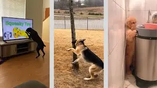Funny Dog Videos Compilation 1 - the best, most hilarious, funniest animal videos you'll ever see