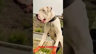 #viralvedio #bullymagazine #viral #doglover #alangu #dogbreeds #bully #pitbull #bullypedia #dog