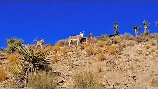 Wild Desert Burros on Lucky Strike Road | Spring Mountains, Nevada