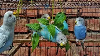 Budgies Playing with Each Other | Playful Budgies Having Fun | Pet Parrot Behavior & Sounds #video