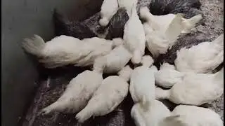 White Polish Cap Chickens Dekho 🐓🐓🐓