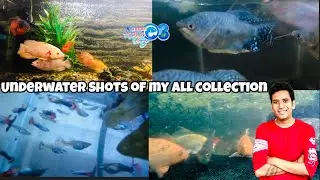 Underwater Aquarium & Pond Shots | Indian Aqua Boy03 Aquarium & Pond collection | Underwater Fish