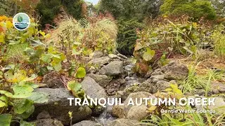 Tranquil Autumn Creek
