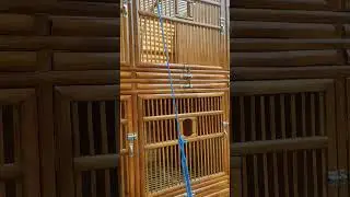 krim bok jago#ayambangkokindonesia #kandangayam #kandangbambu #ayambangkokklasik #kandang