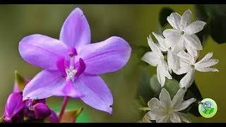 10 Plants That Attract Positive Energy in Your Home and Office
