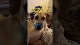 Milo, The Black Mouth Cur&hearts;️#dog #shortsfeed #doglover #shortvideo #cutedog #puppy #shorts #fyp #dogs