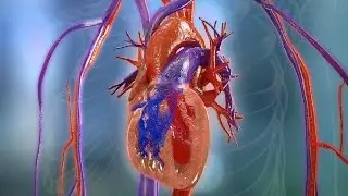 Normal Heart Function
