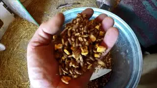 Supplement calf starter feed for Grass Fed Beefer / Livestock.  Medicated. Molasses. Cracked Corn.