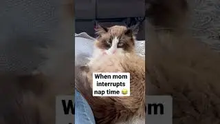 Death stare 😂 #cat #catvideos #funnyshorts #grumpycat