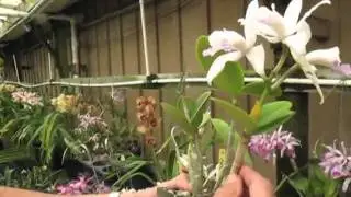 santa barabara orchids