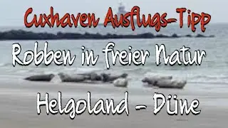 Ausflug mit Kindern nach Helgoland - Insel D&uuml;ne: Seehunde und Kegelrobben Besch&auml;ftigung mit Kindern