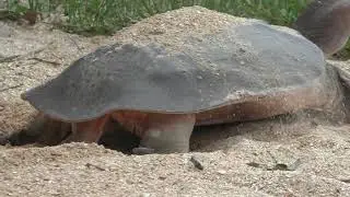 Softshell turtle laying eggs along a shell trail in The Villages, Florida