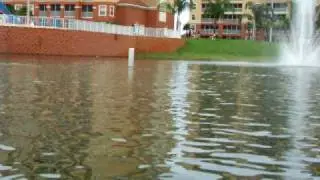 Swan Paddle Boat Race .... West Gate Resort Orlando.