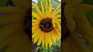 #цитаты #природа #шмелики#подсолнух