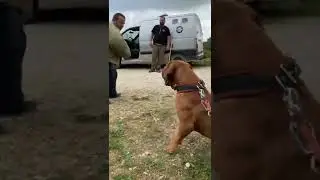 The Real Power of a Boerboel Male  (He already broke 3 chains training)