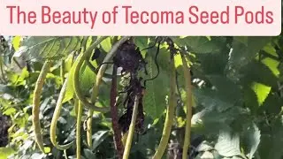 टेकोमा के बीज की फली की सुंदरता#tecoma#seedpods#plants#gardening#nature#mustwatch#newvideo#yt#love 
