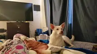 Kila's howling on command