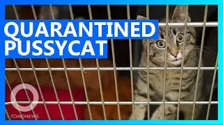 Cat to be deported over coronavirus fears - TomoNews