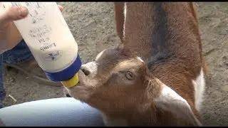 Baby Animals at Frying Pan Farm Park