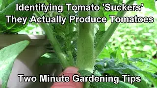 Identifying & Understanding Tomato 'Suckers'  - They Produce Flowers & Fruit: Two Minute TRG Tips