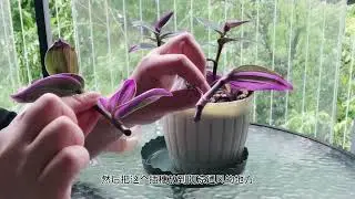 “油画婚礼”学会这样“扦插”繁殖，我怕你花盆不够用！ #养殖 #知识 #花 #养花