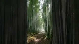 Misty Morning in the Bamboo Forest