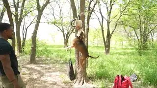 Building Working dogs | Spring pole work